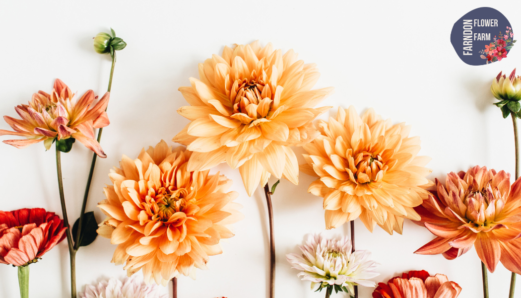 Autumn Pumpkin Floral Arrangement Workshop